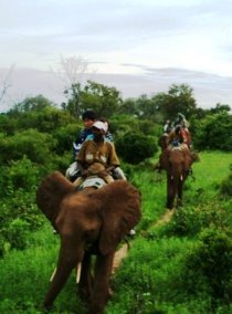 Watch incredible wildlife with these Victoria Falls activities in a discounted package