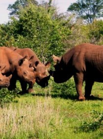 Amazing discounted Victoria Falls safari activities - fly over the Victoria Falls, then embark on a rhino encounter
