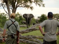 Game walk with a professional guide at Camelthorn Lodge in Hwange National Park - Zimbabwe