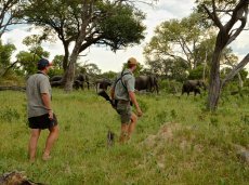 Game walk with a professional guide at Bomani Lodge in Hwange National Park - Zimbabwe