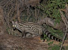 Bomani Lodge night drive on private concession in Hwange - Zimbabwe