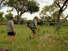 Game walk with a professional guide at Bomani Lodge in Hwange National Park - Zimbabwe