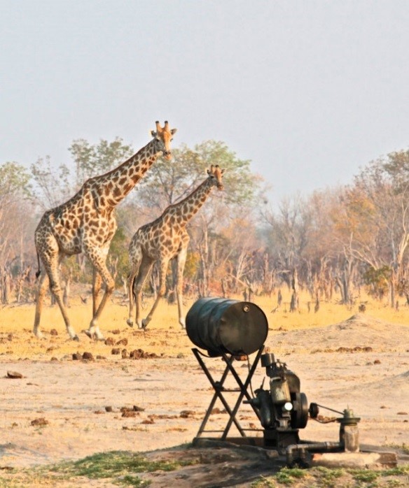 Bomani Lodge pump water into waterholes to help sustain water sources in Hwange - Zimbabwe