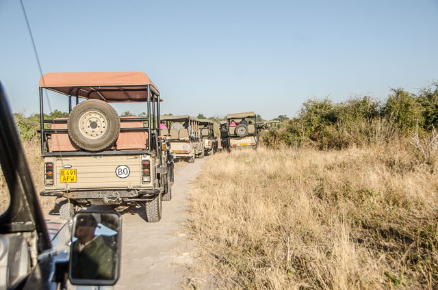 Heavy traffic in Chobe National Park, Botswana