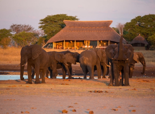Elephants at Camp Hwange