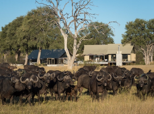 Linkwasha Camp - Hwange accommodation
