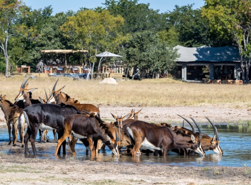 Little Makalolo tent in Hwange National Park