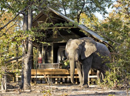 Elephant in front of guest tent at Hyena Pan Camp in the Okavango Delta, Botswana