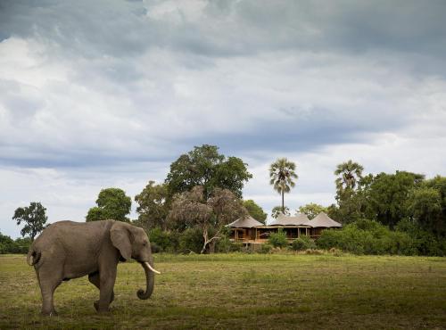 Elephant in fron of Mombo Camp on Chief's Island, Moremi Game Reserve, Botswana