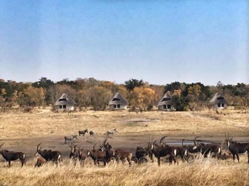 Sable Sands Lodge by Dete Vlei near Hwange National Park, Zimbabwe