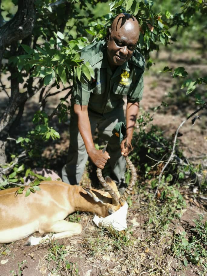 Anti-poaching ranger taking care of a wounded buck