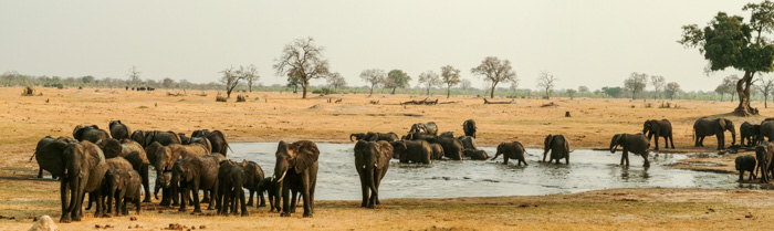Large elephant herds at a waterhole in Hwange National Park, Zimbabwe