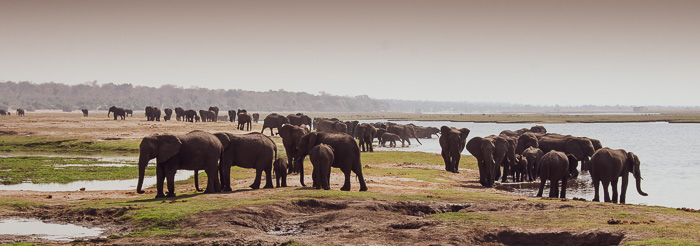 Huge elephant congrgation along the Chobe River in Botswana