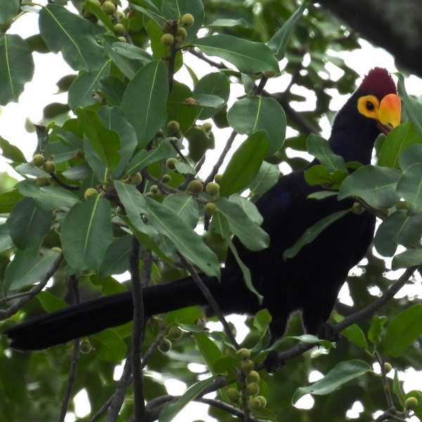 Ross's Turaco in Victoria Falls February 2021 - photo by Charles Brightman for Discover Safaris in Victoria Falls, Zimbabwe