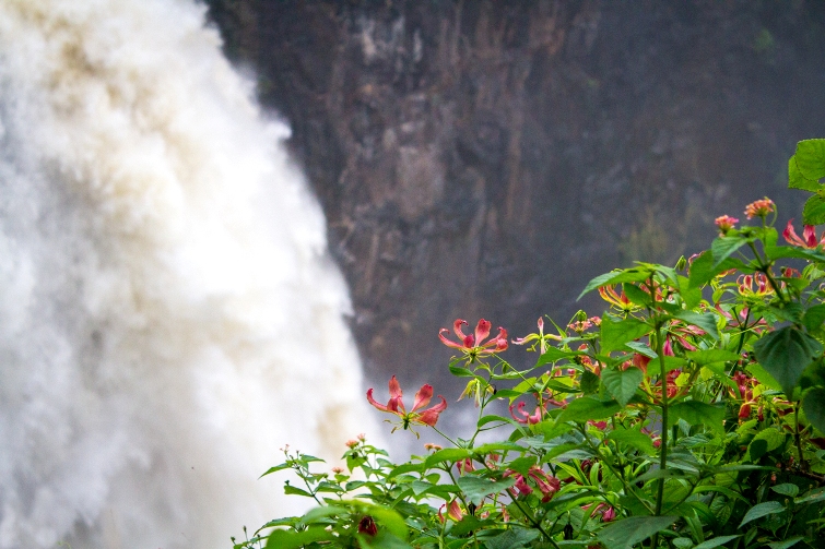 Flame Lilly at the Victoria Falls