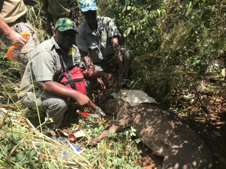 Warthog caught in a snare