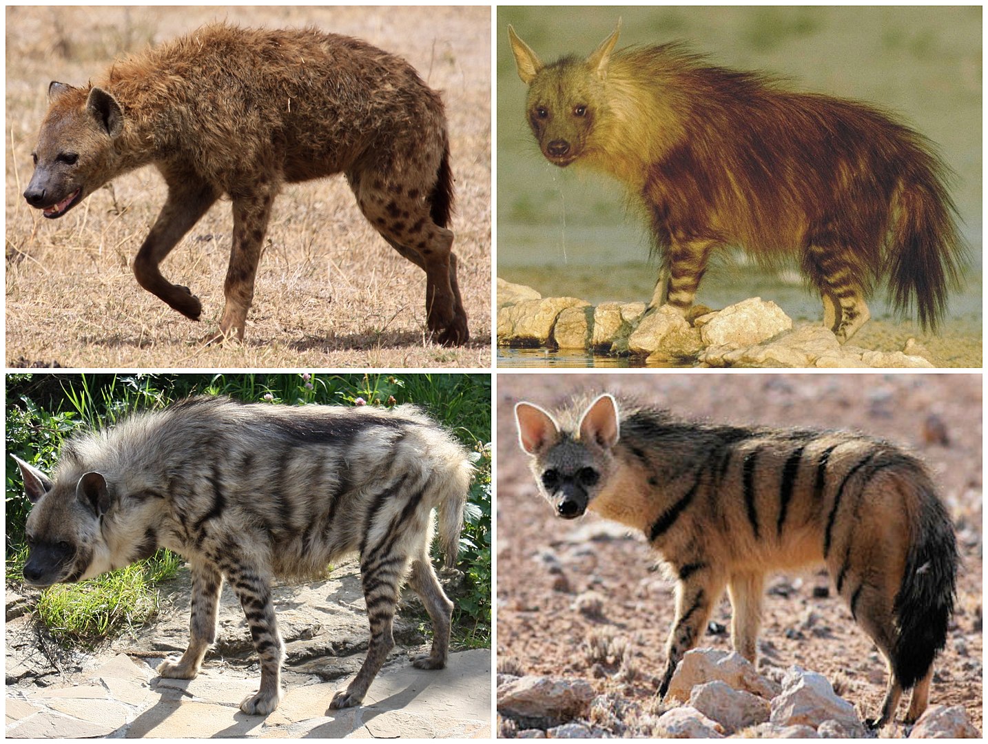 Incredibly Social and complex Biology Diagrams
