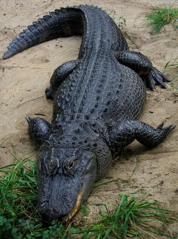 American Alligator (by Postdlf)