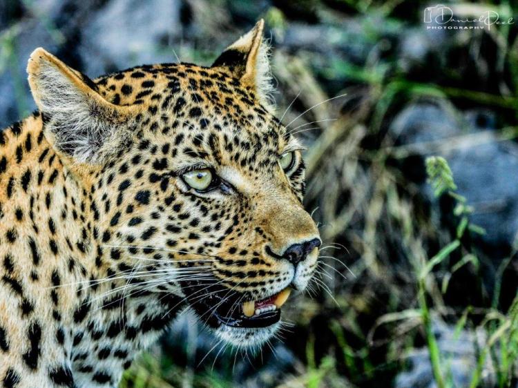 African Leopard - the smaller Big 5 cat, stealthy and cunning