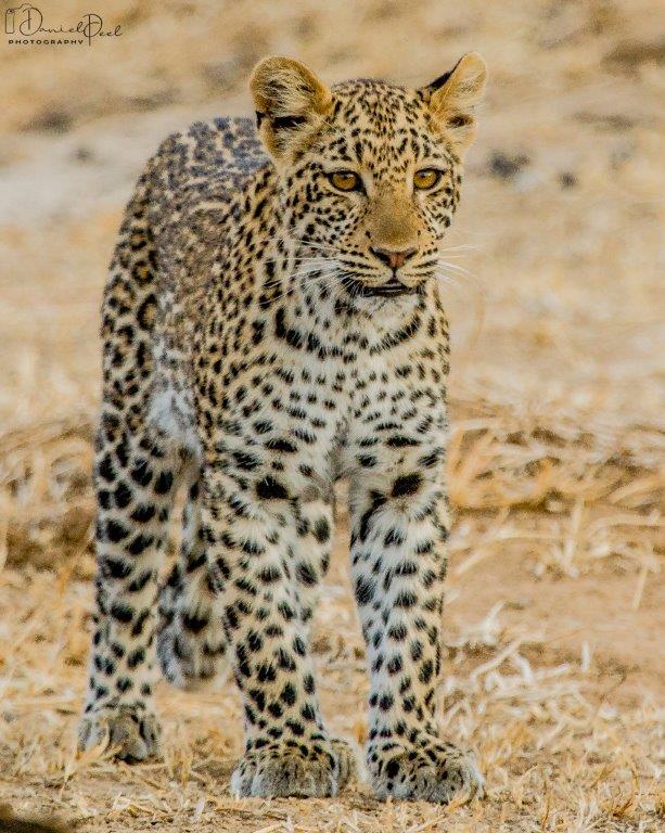 African leopard