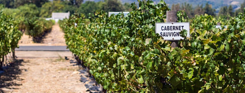 Franschhoek vinyard