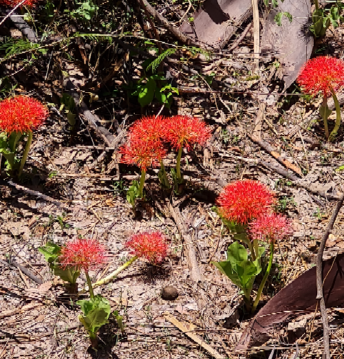 African Blood Lily found in Victoria Falls - Zimbabwe