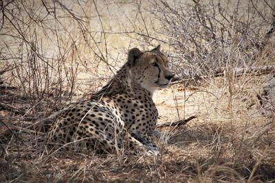 Beautiful Male Cheetah