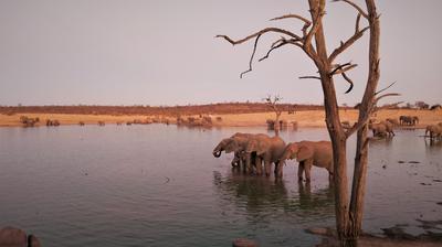 Elephants surround the waterhole at Deteema