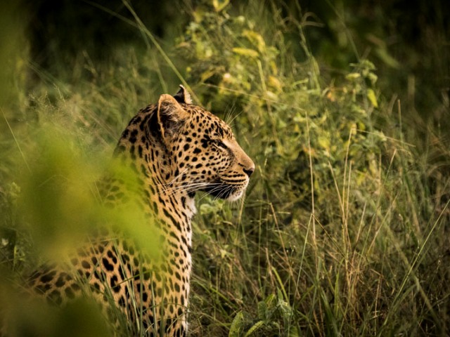 Leopard seen on a safari