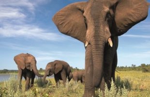 Elephant encounter - Victoria Falls
