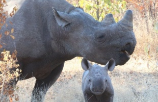 Afternoon game drive, rhino search, night drive and bush dinner in Victoria Falls, Zimbabwe