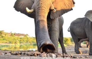 Elephants up close at the Siduli Hide - Victoria Falls Safari Lodge