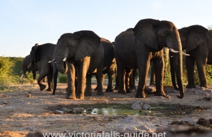 Siduli Hide experience in Victoria Falls - Zimbabwe