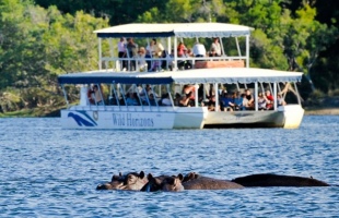 The spray of the Victoria Falls as seen from a sunset cruise