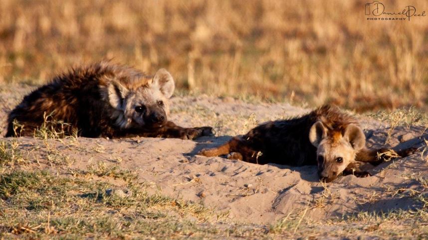 Spotted hyenas in Africa