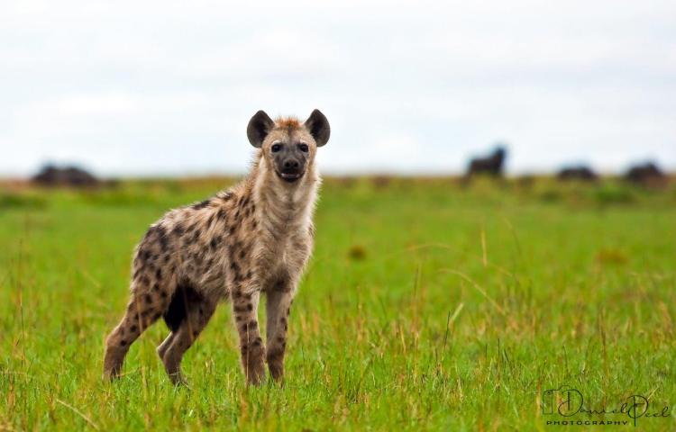 The spotted hyena of southern Africa