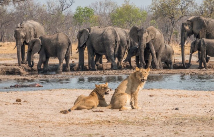Lions and elephants in Hwange National Park, Zimbabwe