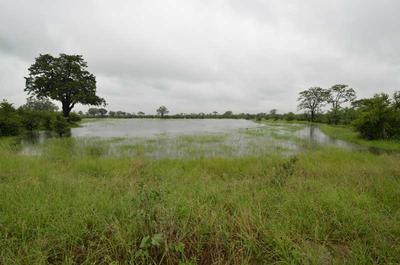 Water and grass everywhere