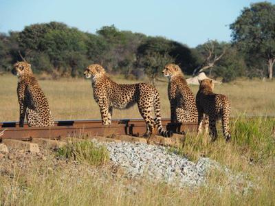 Cheetah at Camelthorn