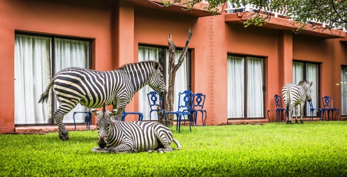 Outside the rooms, zebras are regulars