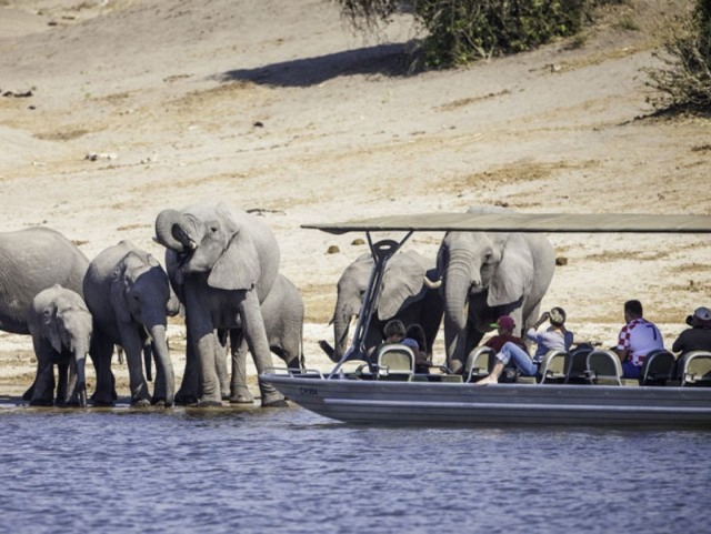 Cruising the Chobe River from Bakwena Lodge