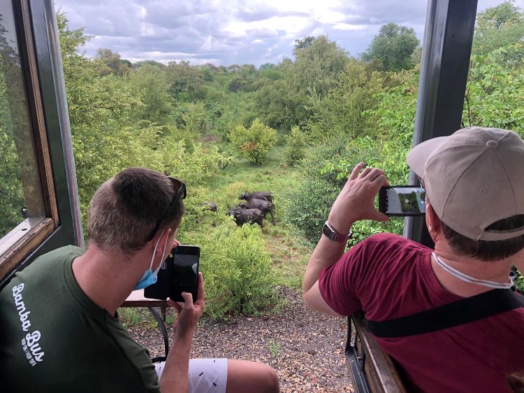 Buffalo seen in the Victoria Falls National Park in Zimbabwe, while on a tram trip to the Victoria Falls Bridge