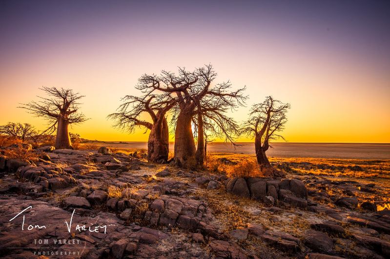 Tom Varley's Baobabs at Kubu Island - Botswana