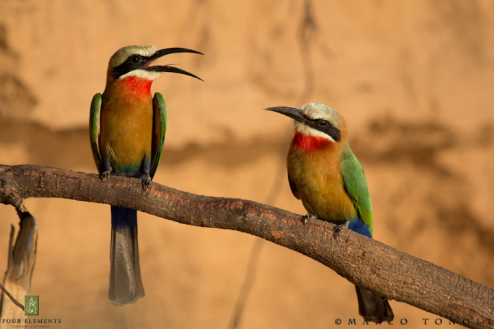 Carmine bee-eaters in Mana Pools. Image by elements.co.za