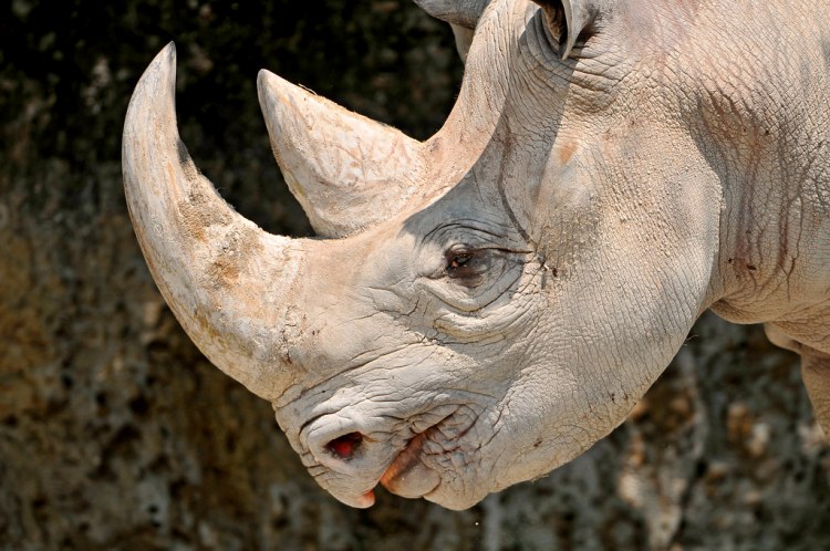 Hook-lipped black rhino - the wilder more aggressive cousin in the rhino family