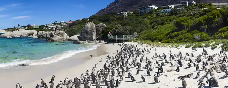 Boulders Beach Penguin Colony