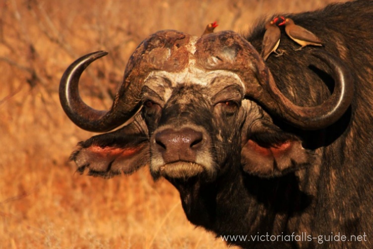 Cape buffalo / African buffalo spotted in Zambezi National Park near Victoria Falls, Zimbabwe
