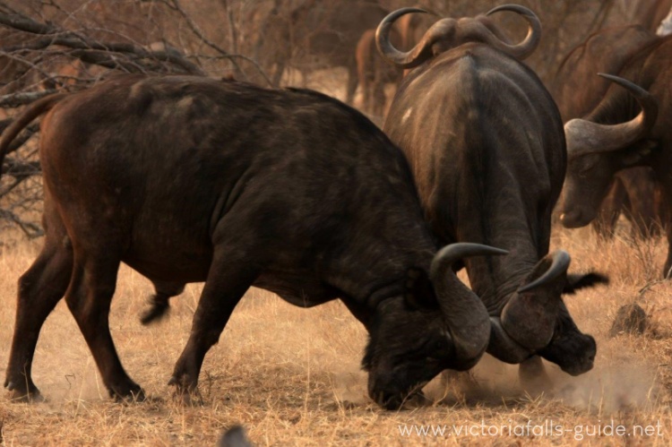 African Buffalo