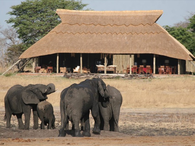 Elephants in front of camp