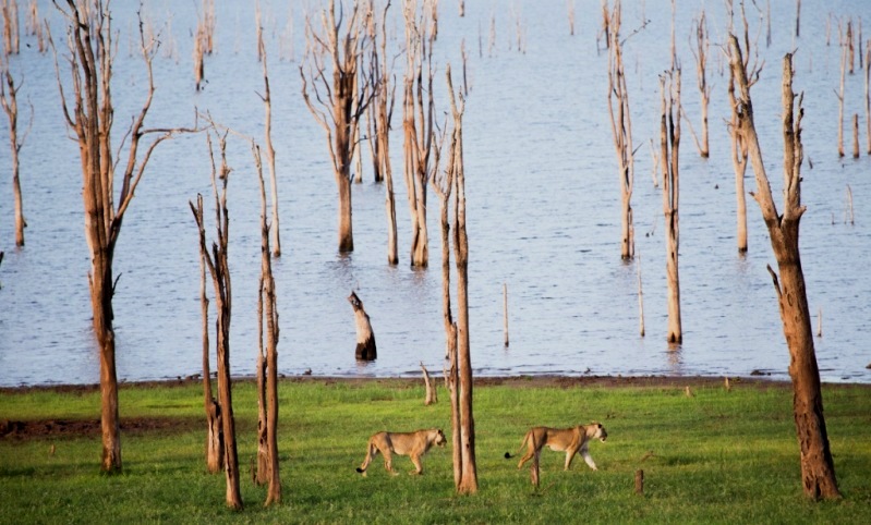 Lions by the old forest